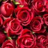 red roses close up photography
