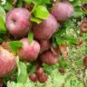 apples are mexicos hidden fruit 05 raul 1