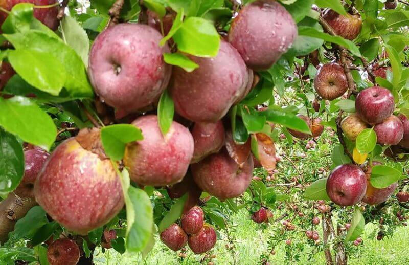 apples are mexicos hidden fruit 05 raul 1
