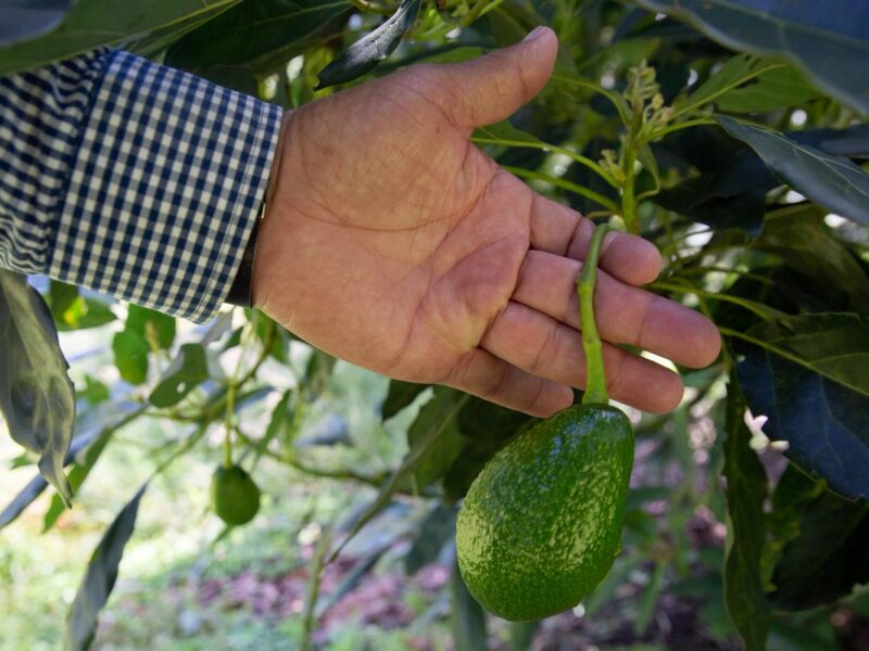 colombias avocado boom shows the hidden costs of green gold fbljms2wyaqwivd