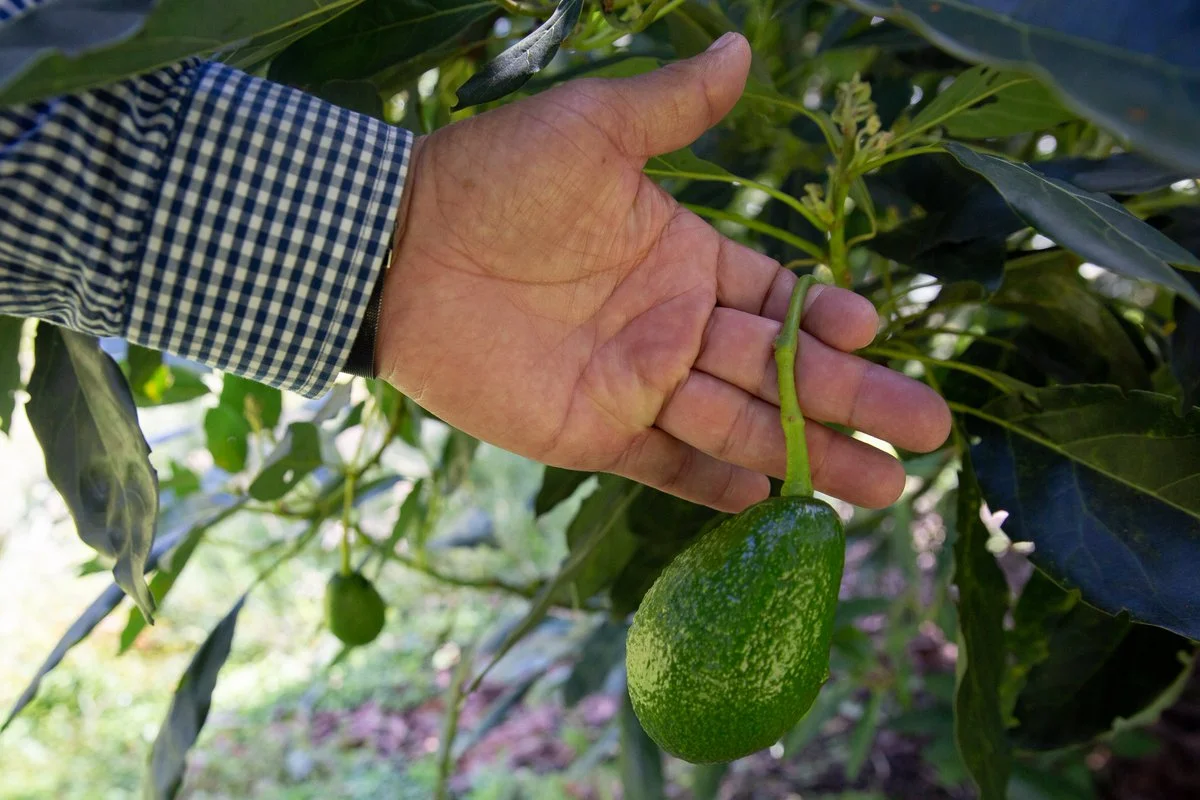 colombias avocado boom shows the hidden costs of green gold fbljms2wyaqwivd