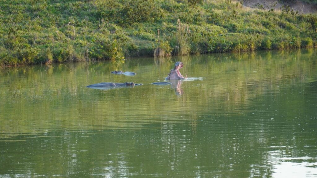 The community that lives with hippos in Colombia