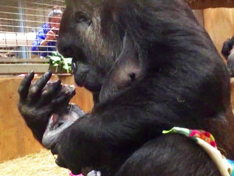 mother gorilla gives birth and does not stop giving her son kisses and hugs node 3500