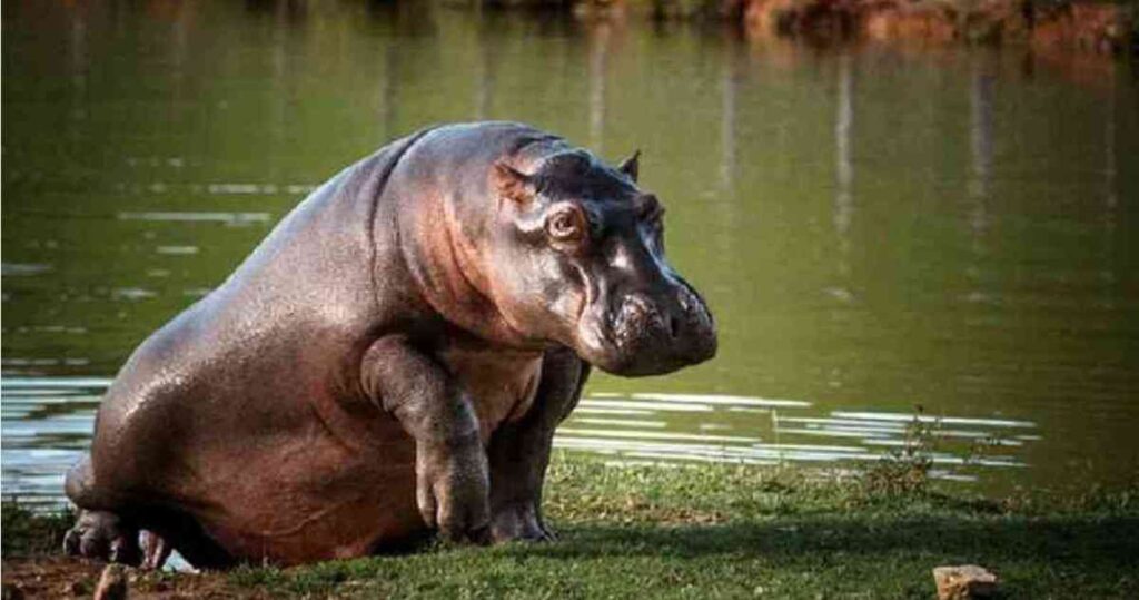 the hippos of pablo escobar a controversial legacy in colombia jnn2o5cg7ndg7elspncn6ty2qm