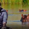 the hippos of pablo escobar a controversial legacy in colombia pablo hipopotamo