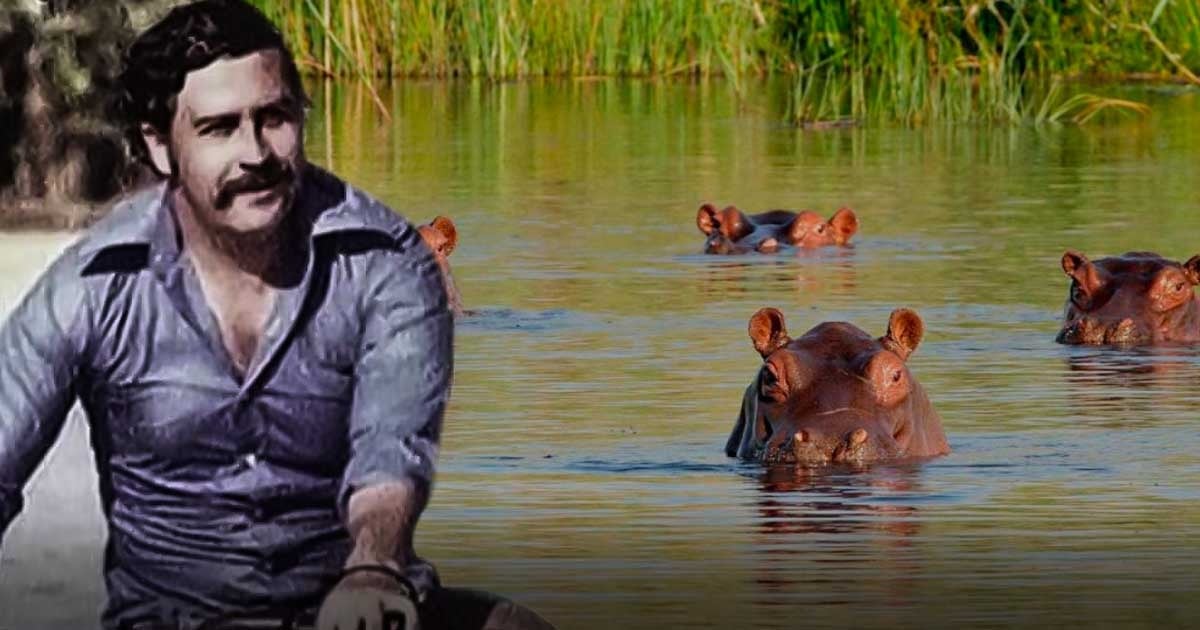 the hippos of pablo escobar a controversial legacy in colombia pablo hipopotamo